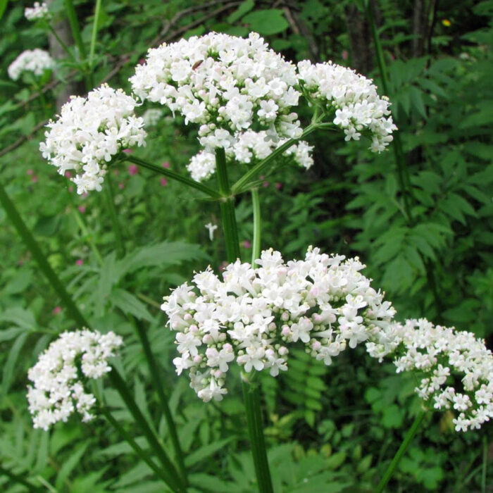 VALERIANA MAXIMUM