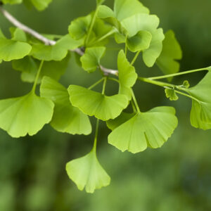 Ginko Maximum