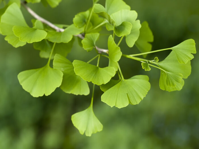 Ginko Maximum