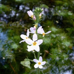 WATER VIOLET 30ml