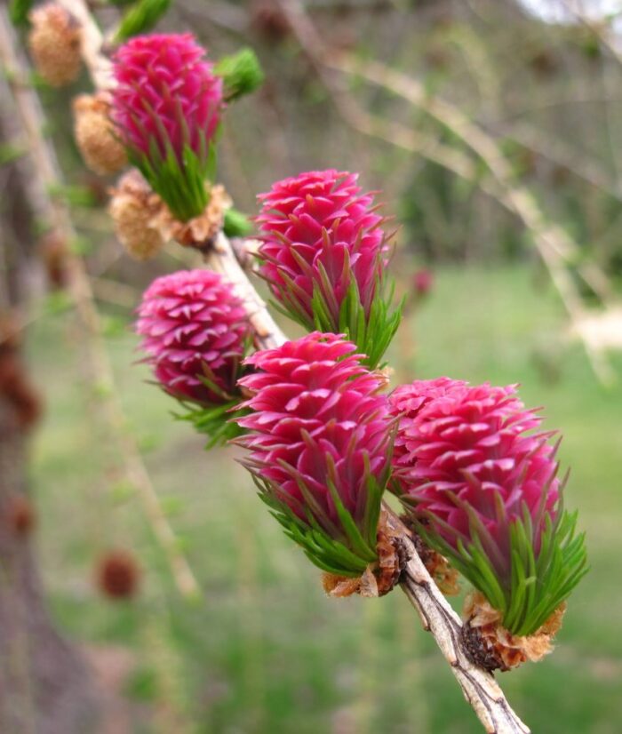 LARCH 30ml