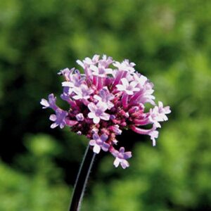 VERVAIN 30ml