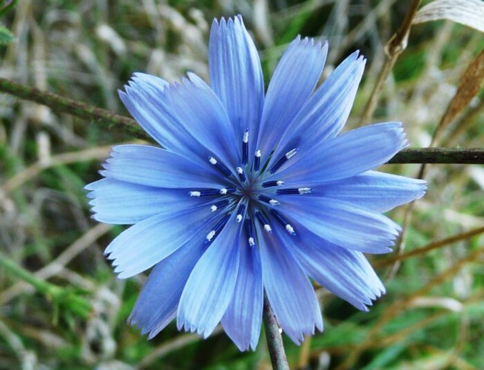CHICORY 30ml