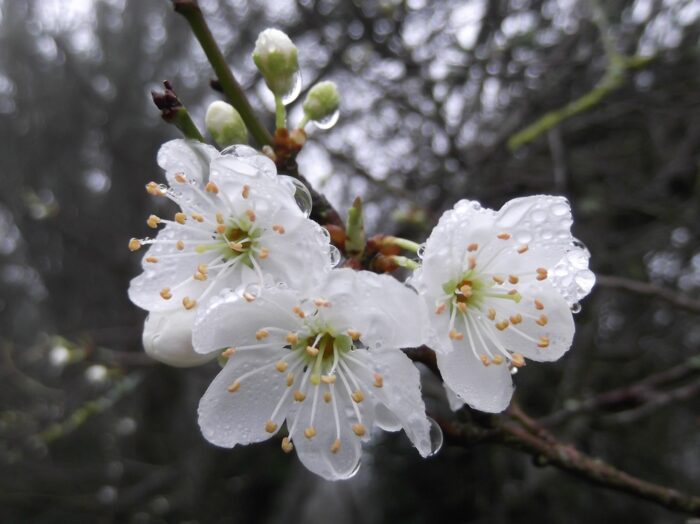CHERRY PLUM 30ml
