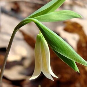 WILD OAT 30ml