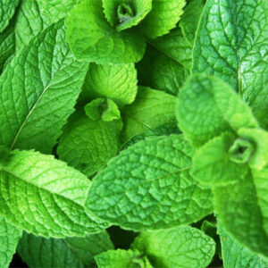 MENTA FOGLIE 100gr