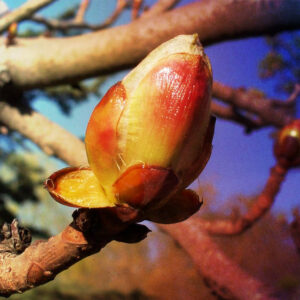 CHESTNUT BUD 30ml