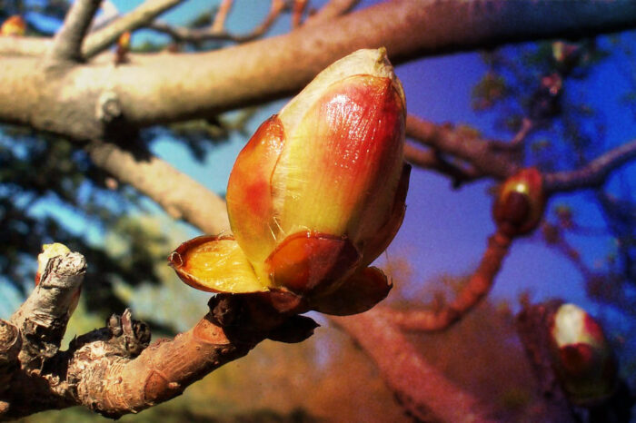 CHESTNUT BUD 30ml