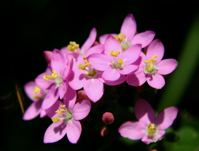 CENTAURY 30ml