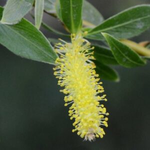 WILLOW 30ml
