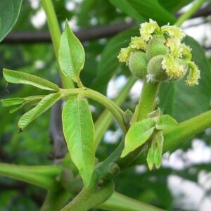 WALNUT 30ml