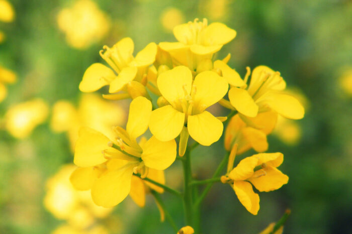 MUSTARD 30ml
