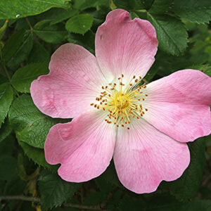 WILD ROSE 30ml
