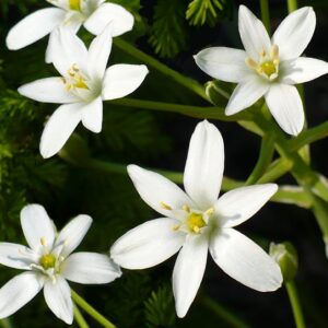 STAR OF BETHLEHEM 30ml