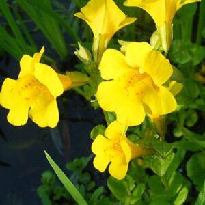 MIMULUS 30ml