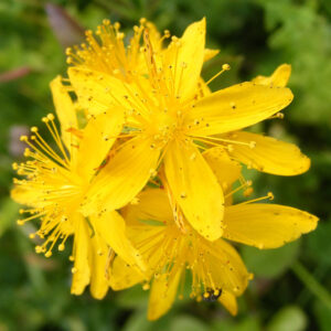 AGRIMONY 30ml