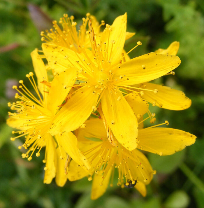 AGRIMONY 30ml