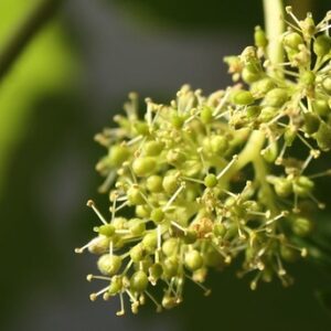 VINE 30ml