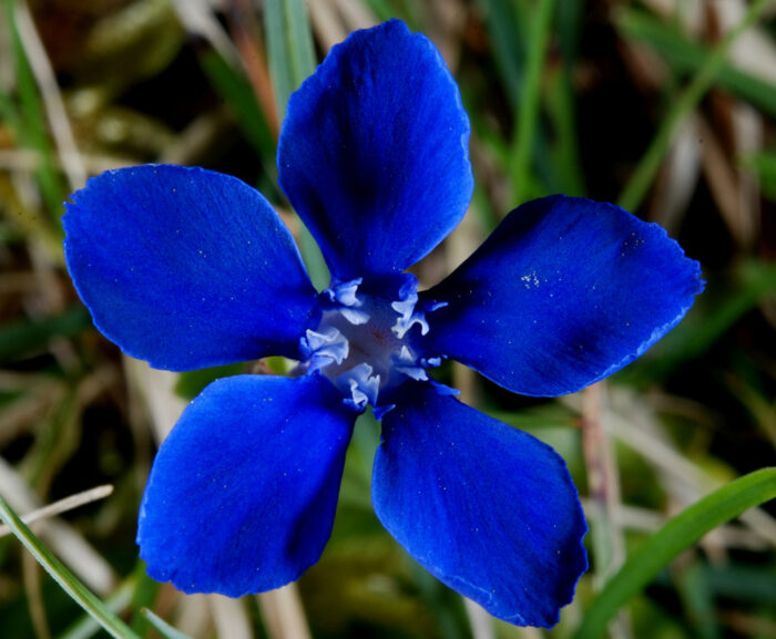 GENTIAN 30ml