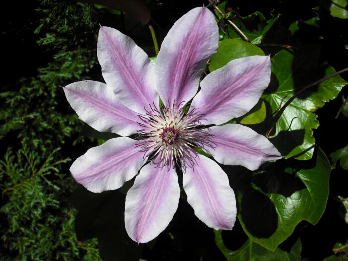 CLEMATIS 30ml