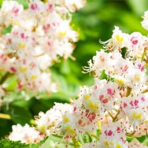 WHITE CHESTNUT 30ml