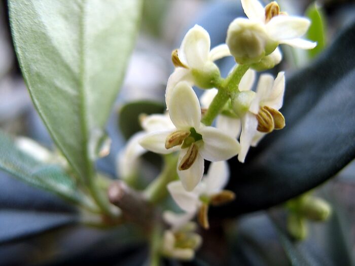 OLIVE 30ml